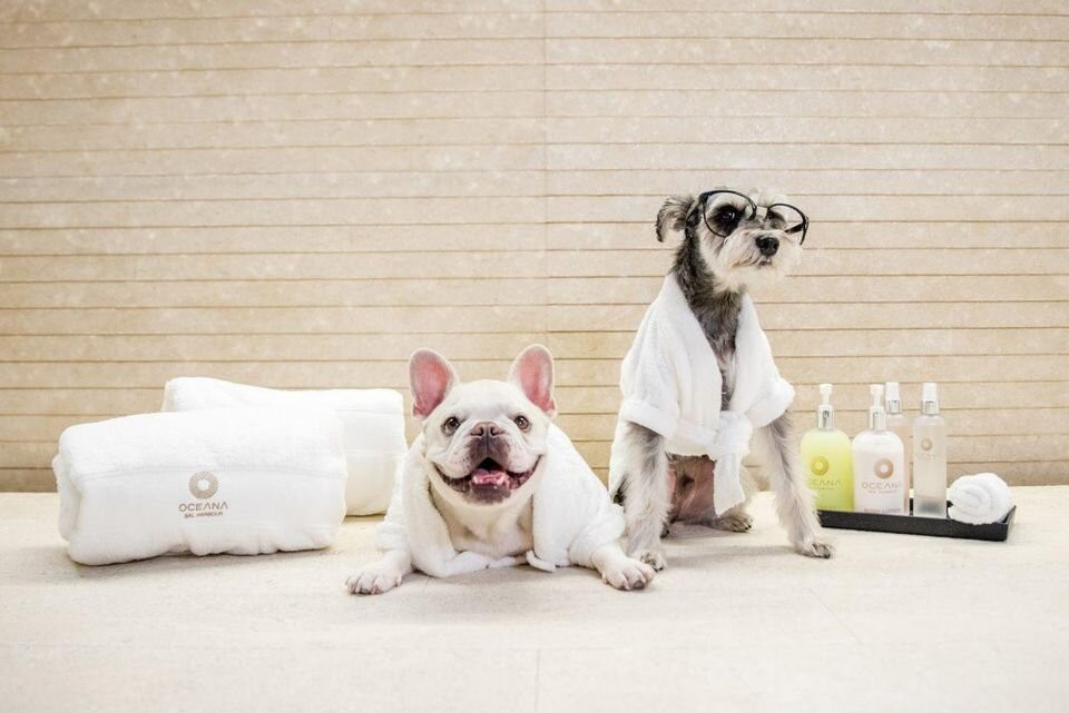 Dog Grooming Madison